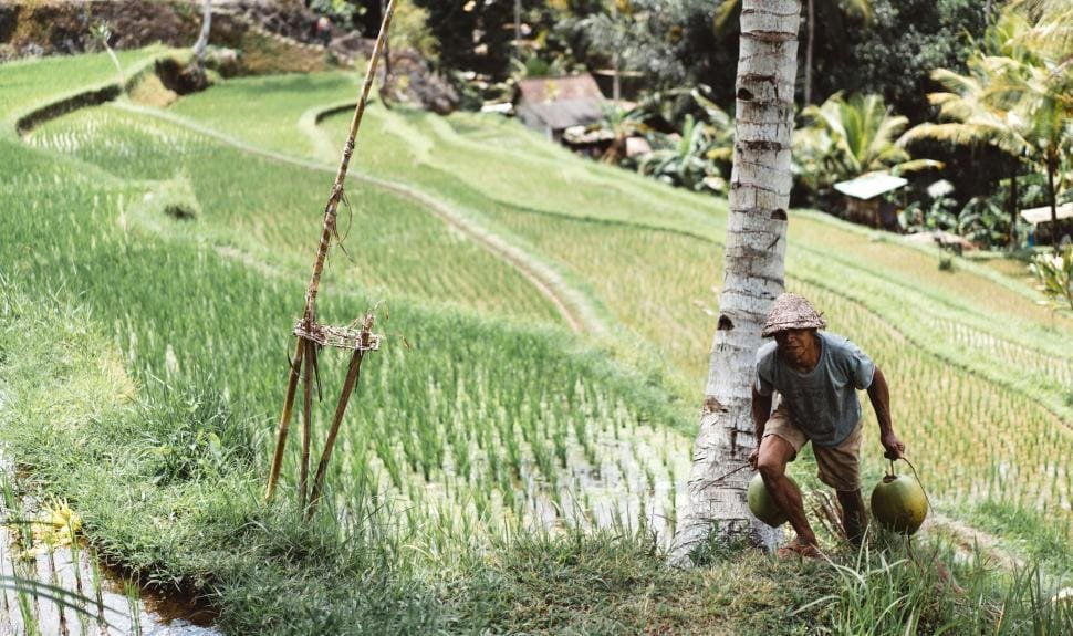 Indian farm field
