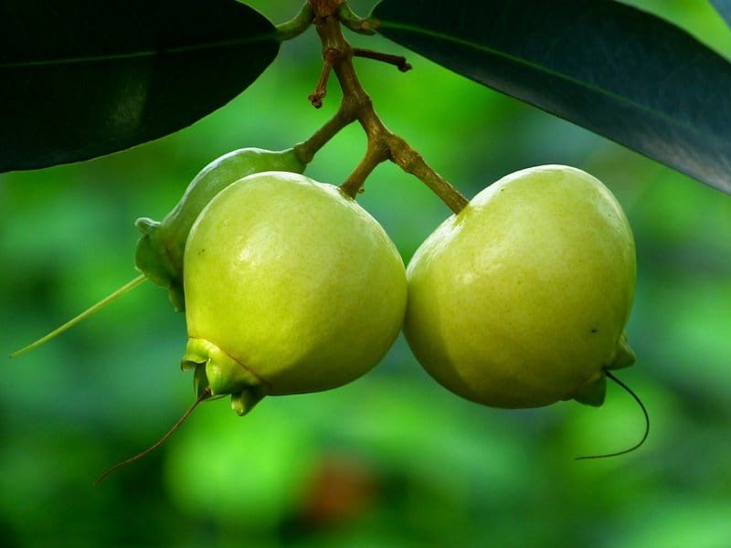 Guava